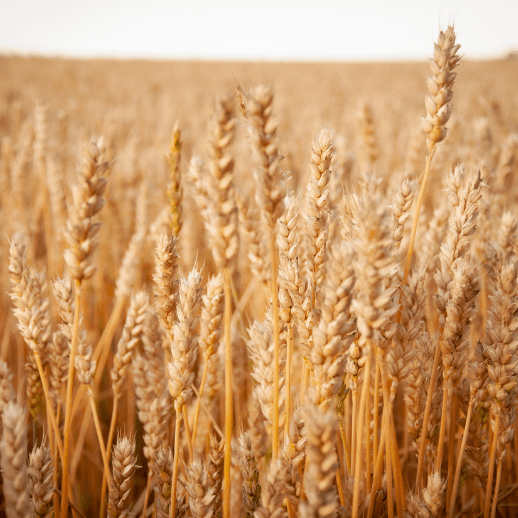 Coeliac Disease